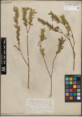 Foto von Salix purpurea L.